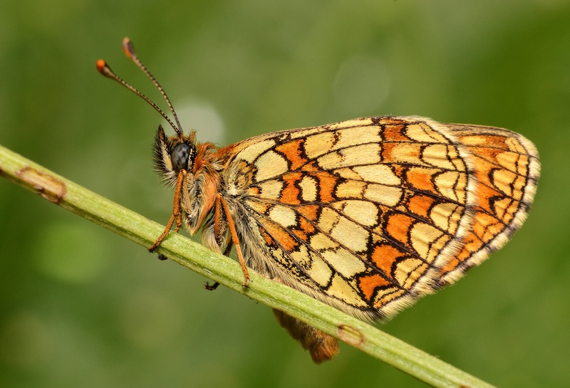 Melitaea athalia by Dejan Rocner