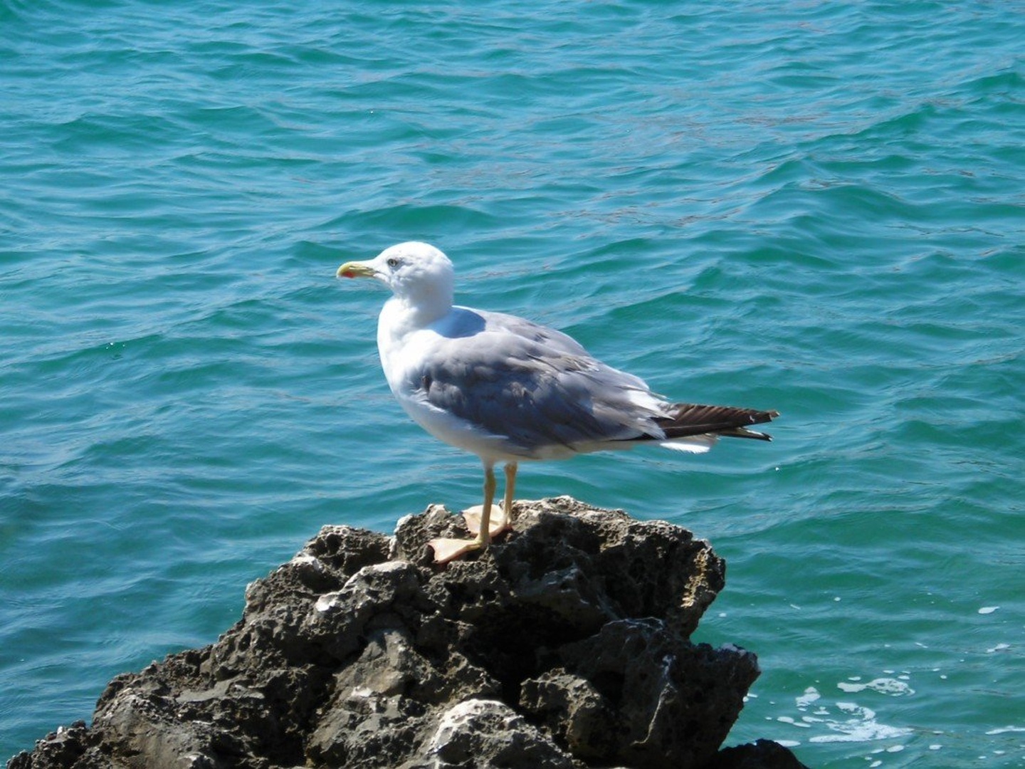 Galeb by