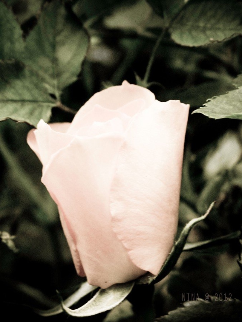 Rose by Nina Nana Kodrič