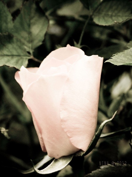 Rose by Nina Nana Kodrič