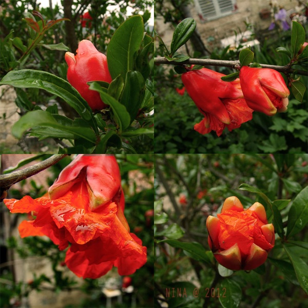oranž by Nina Nana Kodrič