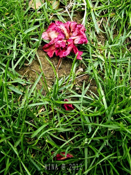 dead roses by Nina Nana Kodrič