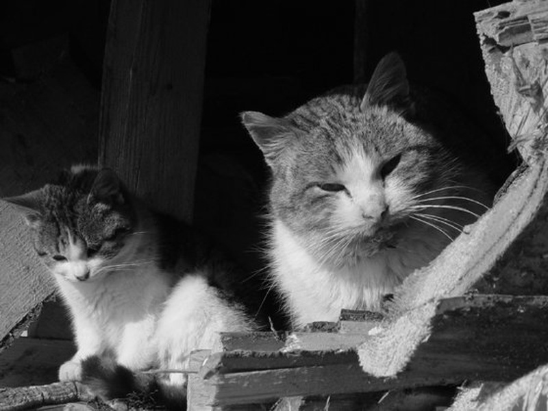 pussy cat by pmodic