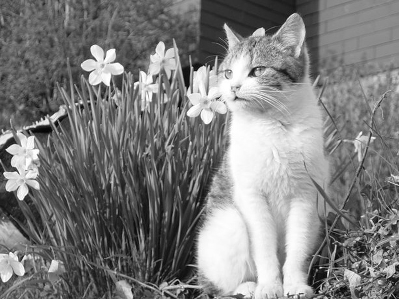 pussy cat (1) by pmodic