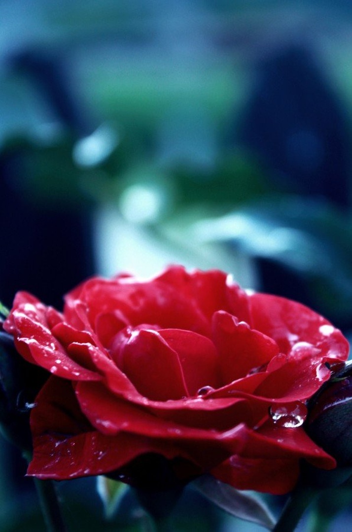 Rose :) by Lea Javornik