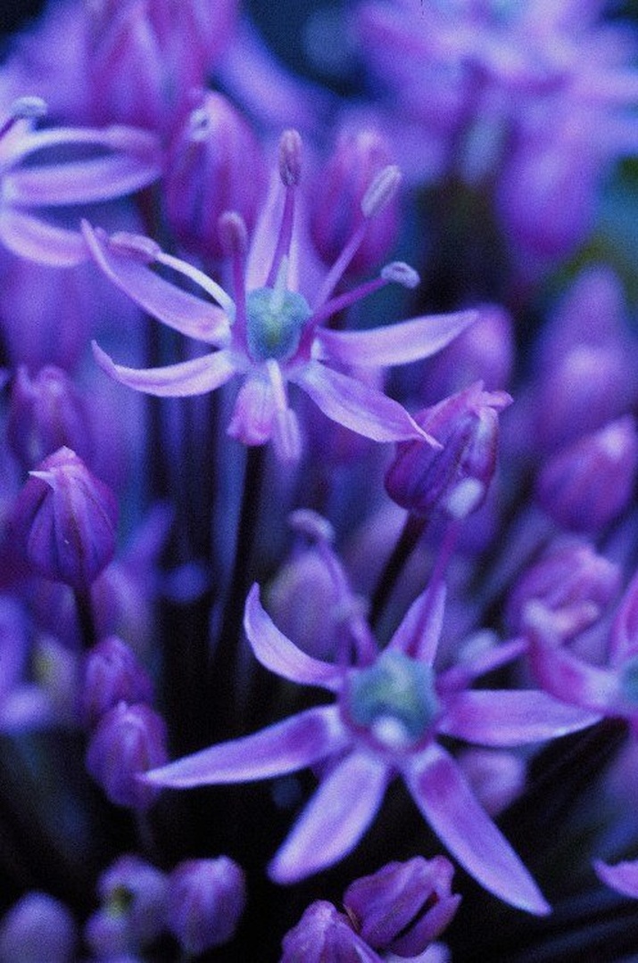okrasna črbula by