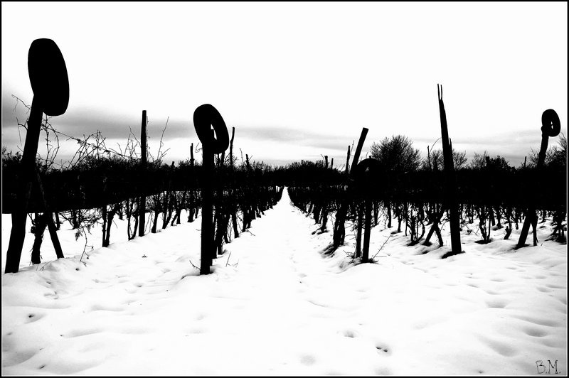 pozimi.. by Borut Močnik