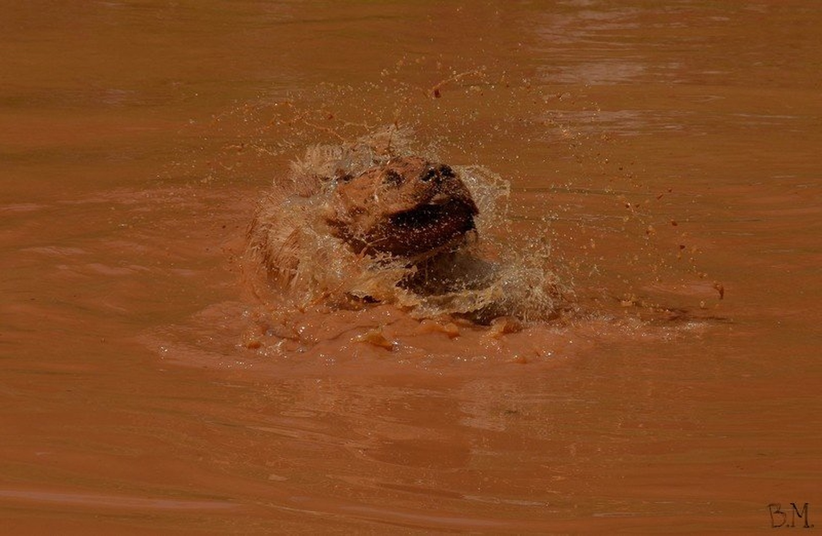 muddy lion by Borut Močnik
