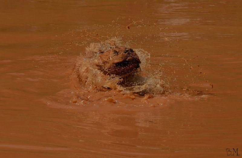 muddy lion by Borut Močnik
