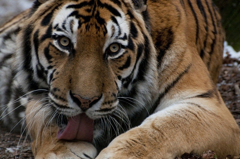 Tiger grooming by Matic Ačko