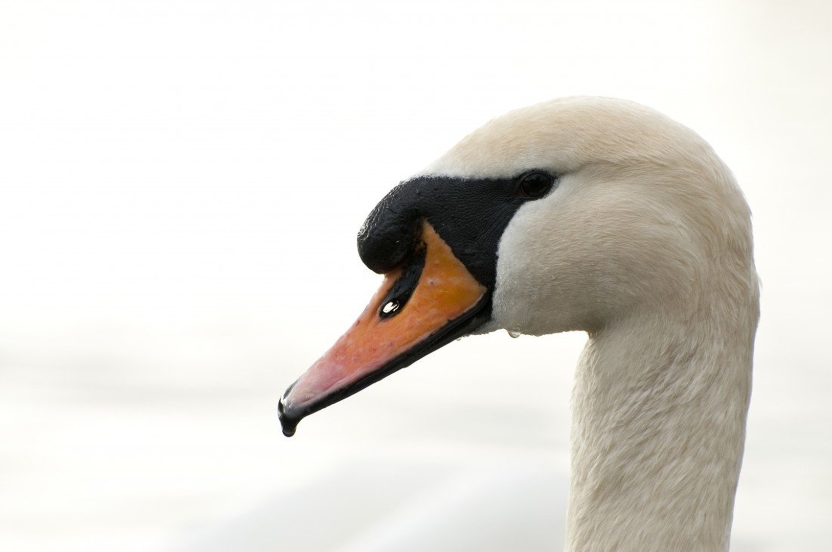 Swan portrait by Matic Ačko