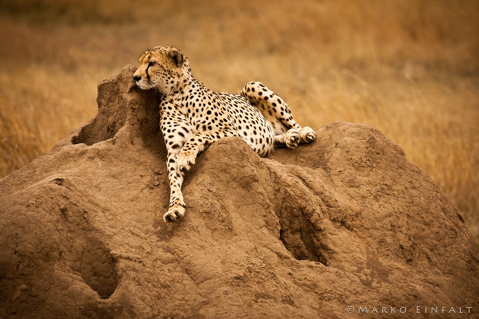 The Fastest by Marko Einfalt