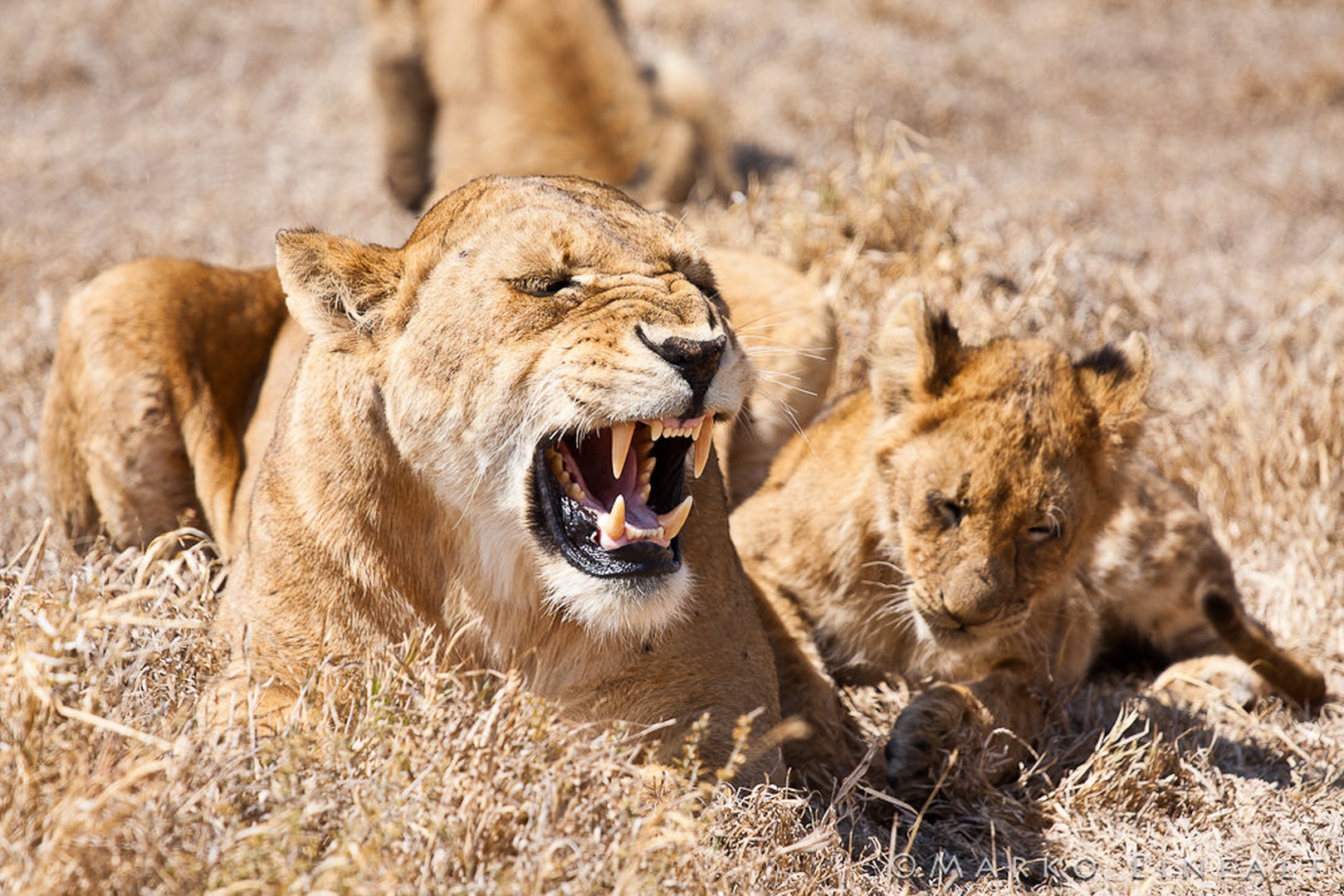 Leave my babies alone! by Marko Einfalt