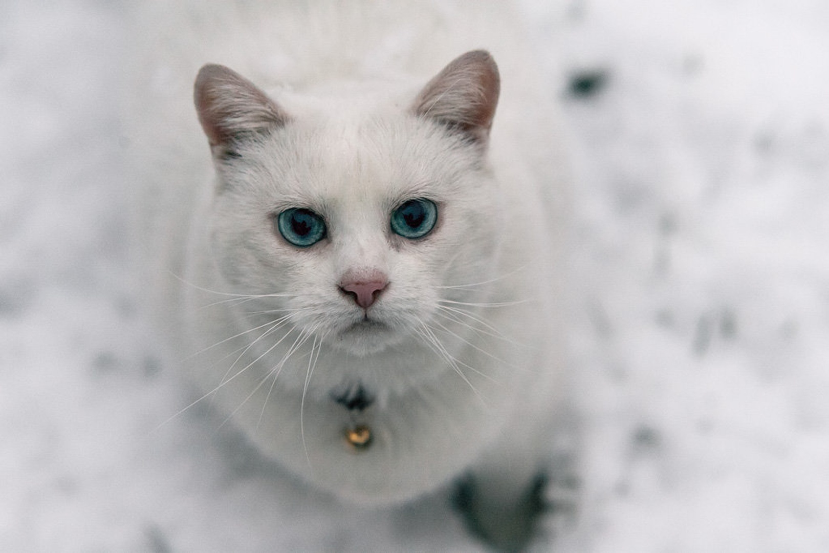 Blue eyes by Tit Bonač