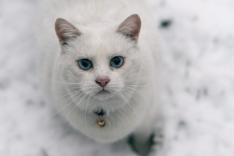 Blue eyes by Tit Bonač