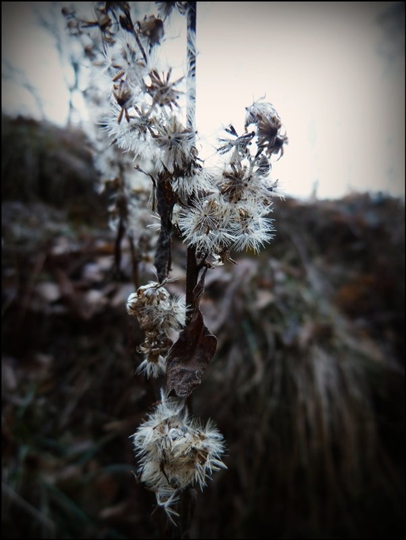 Cold, gray winter day. by Marjeta Štaut