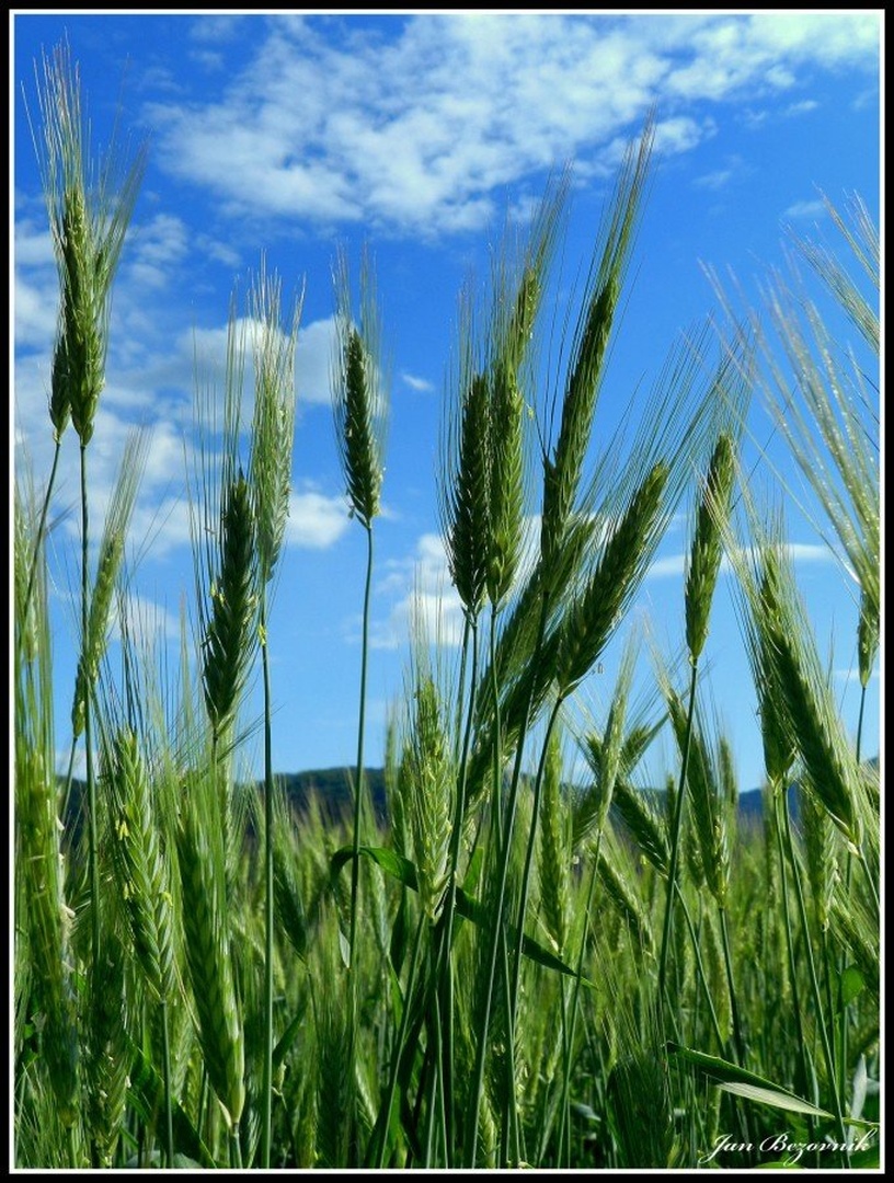 Klasje by