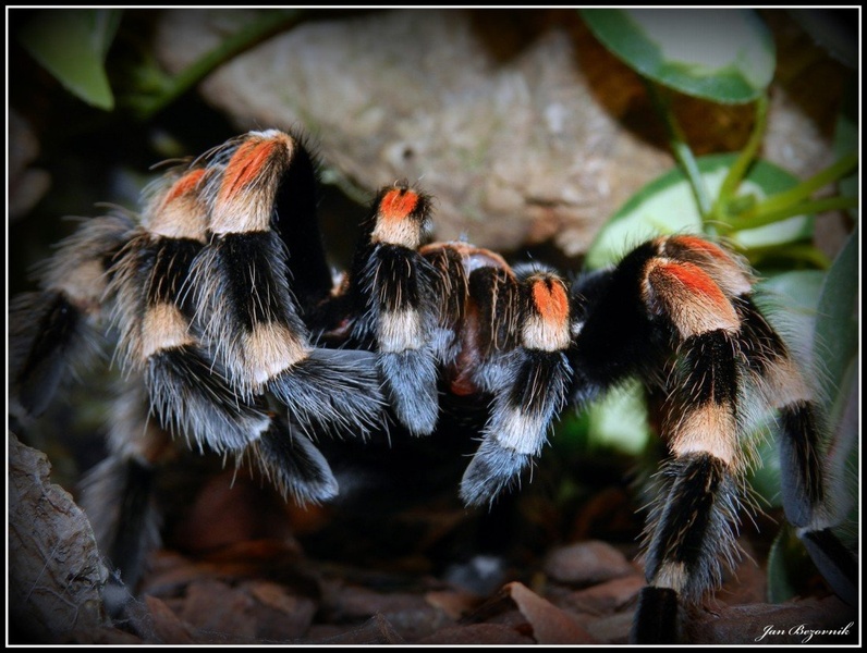 Brachypelma Smithi by jbezovni