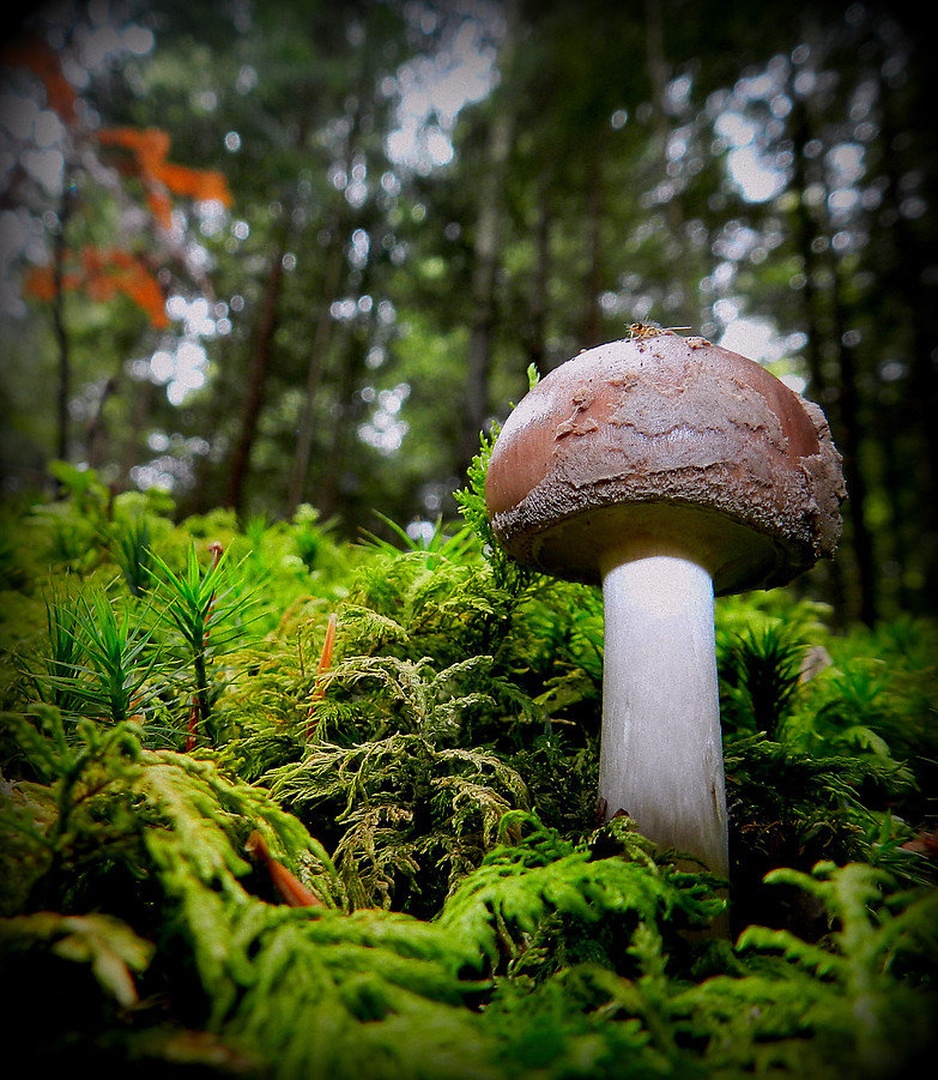 Nedotaknjena by