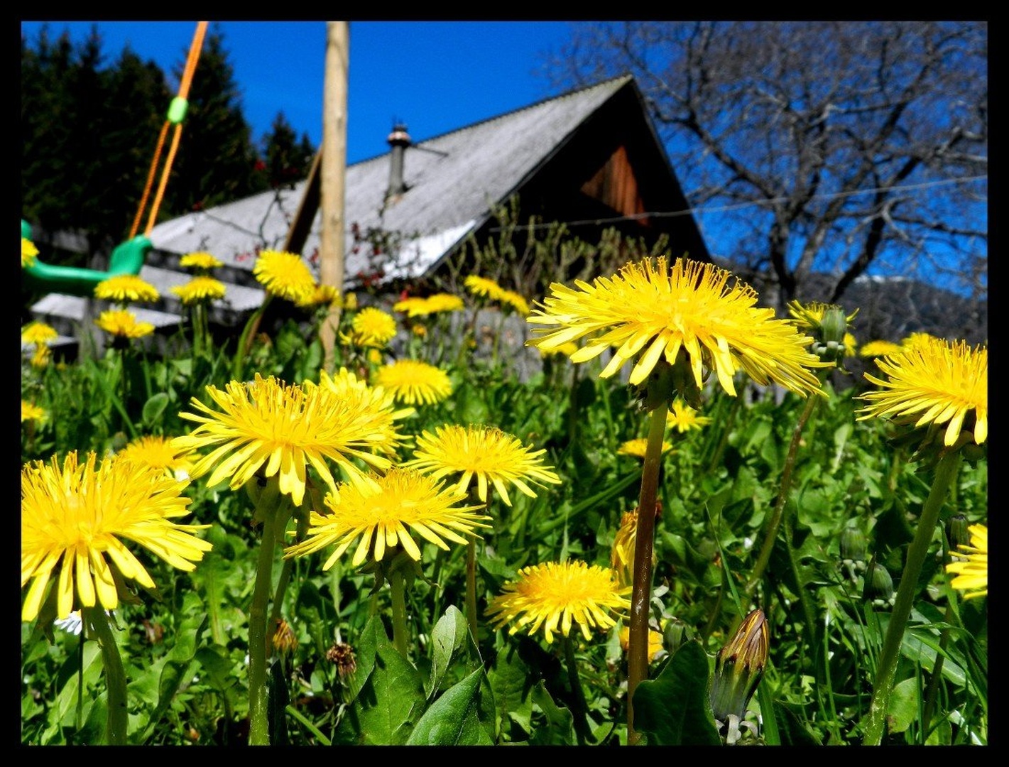 Pomlad by
