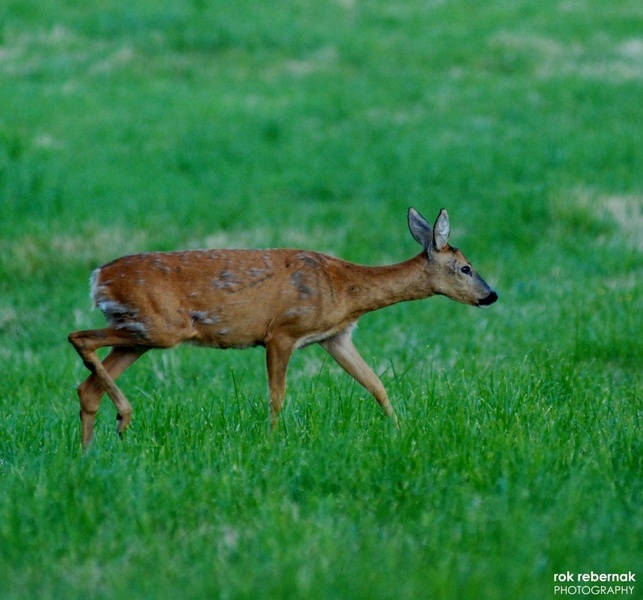 srna/deer by Rok Rebernak