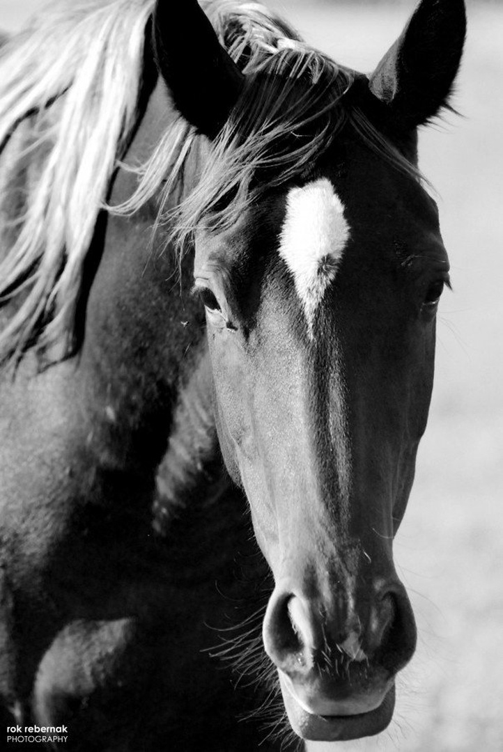 konj/horse by Rok Rebernak