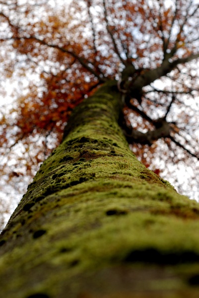 autumn tree by Rok Rebernak