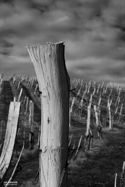 vinograd by Rok Rebernak