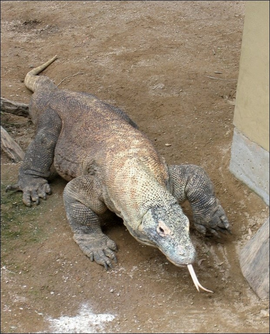 Zmaj Komodo by Borut Levart