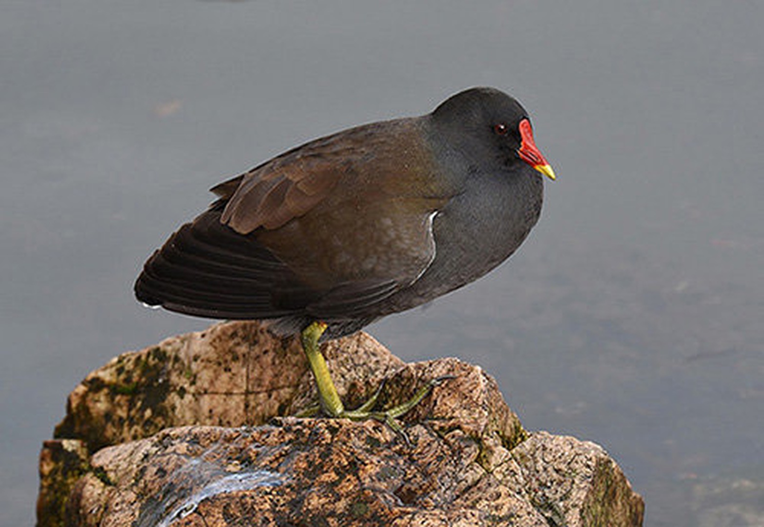 Zelenonoga tukalica by Bojan BRATOŽ