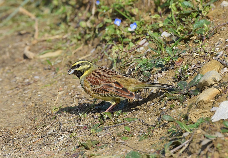 Plotni strnad by Bojan BRATOŽ