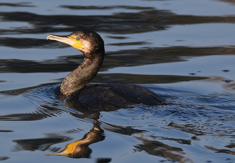 Blejski veliki kormoran by Bojan BRATOŽ