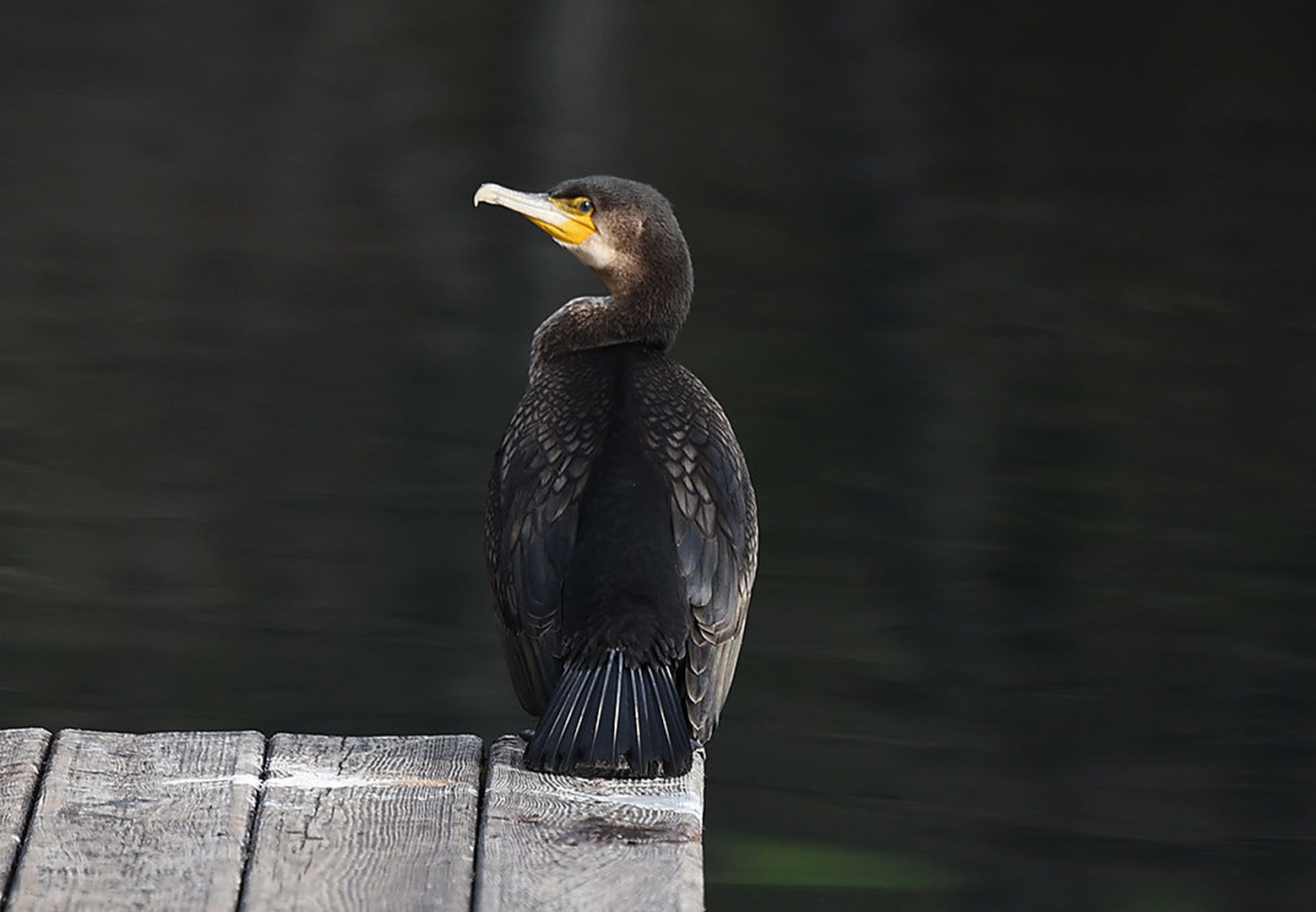 Veliki kormoran by Bojan BRATOŽ