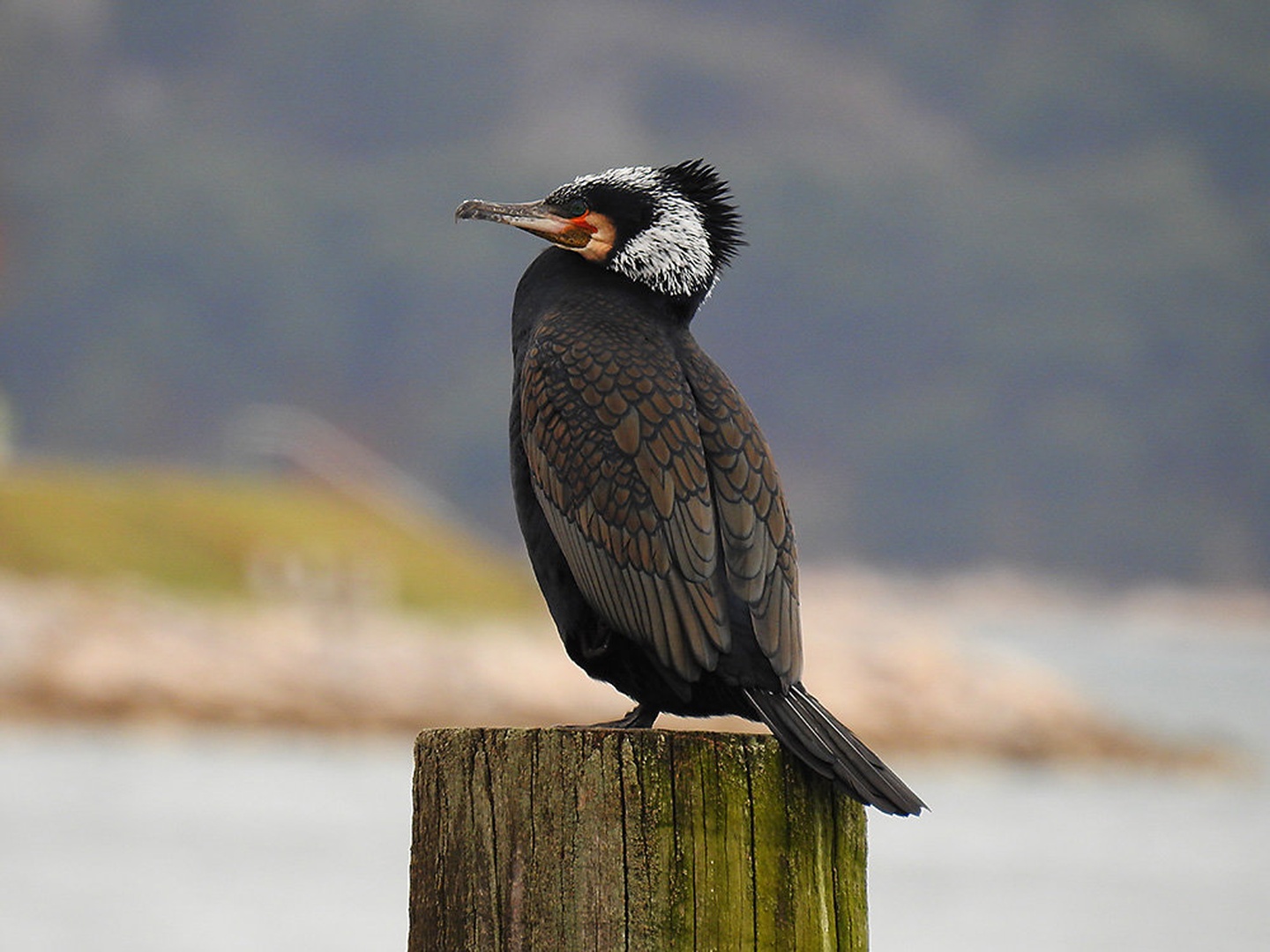 veliki kormoran by Bojan BRATOŽ