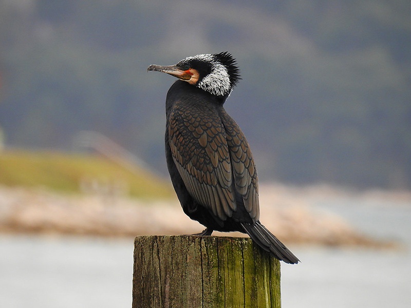 veliki kormoran by Bojan BRATOŽ