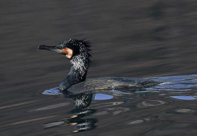 Kormoran by Bojan BRATOŽ