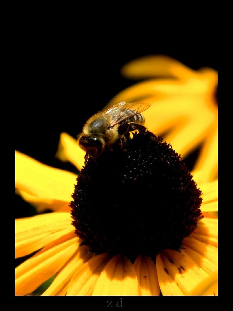 Yellow by Zala Dobrin