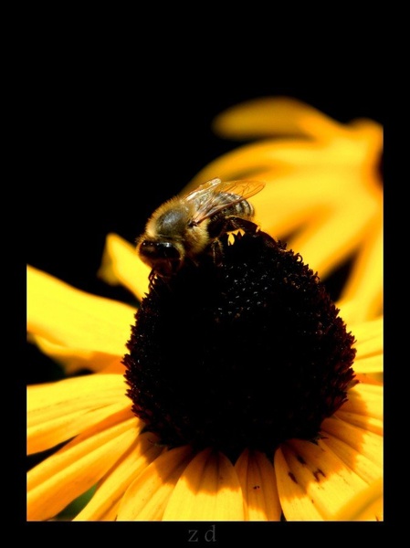 Yellow by Zala Dobrin