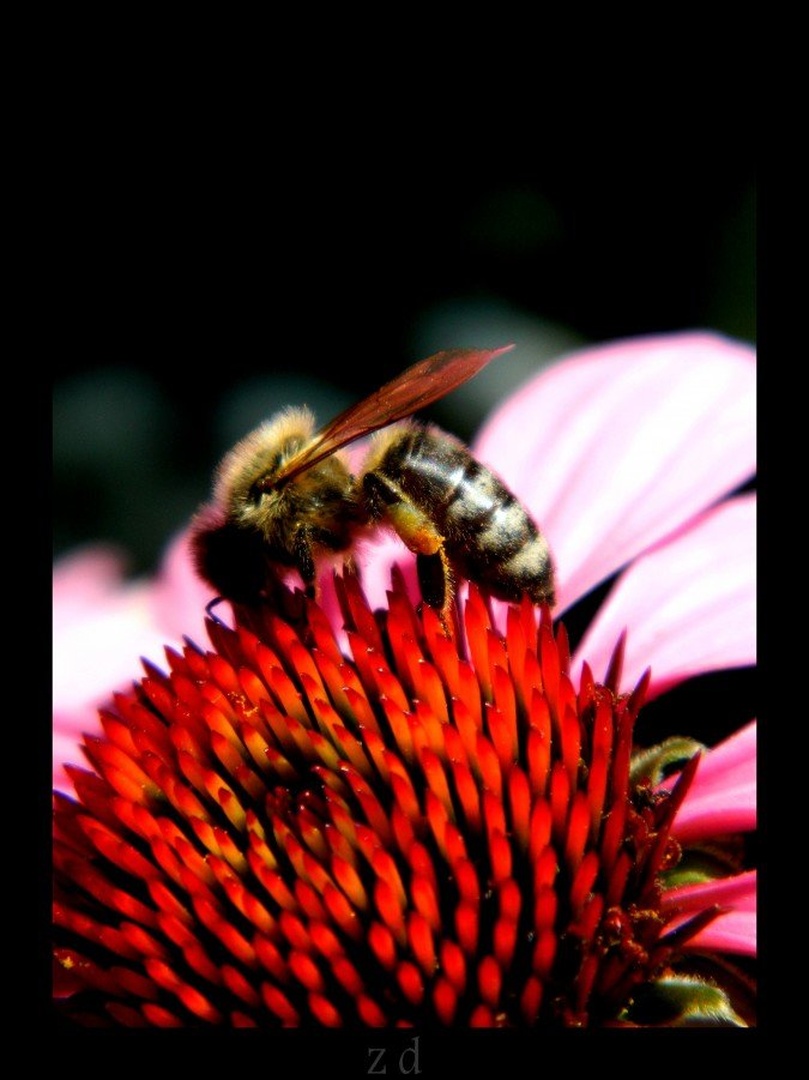 Bee by Zala Dobrin
