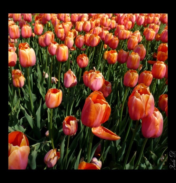 La Tulipe by Zala Dobrin