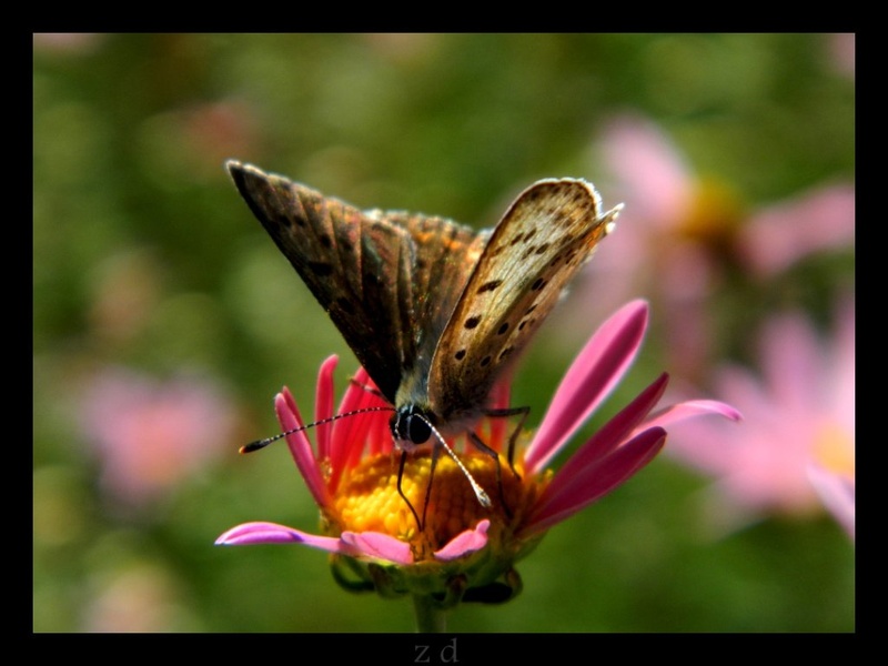 Spring by Zala Dobrin