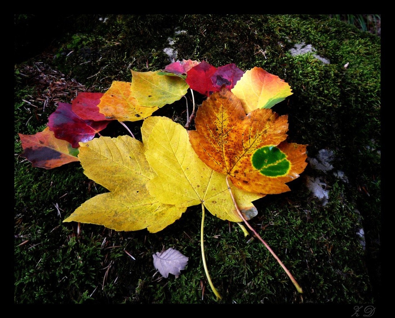 Autumn by Zala Dobrin