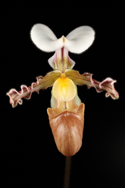 Wild orchid by salko