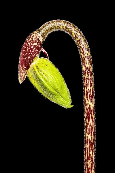 Green bud by salko