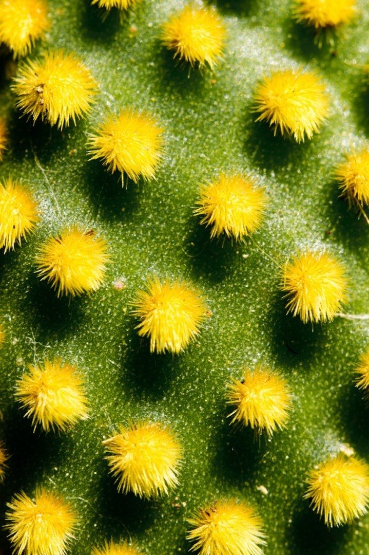Yellow balls by salko