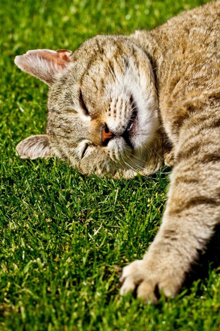 Grass bed by salko