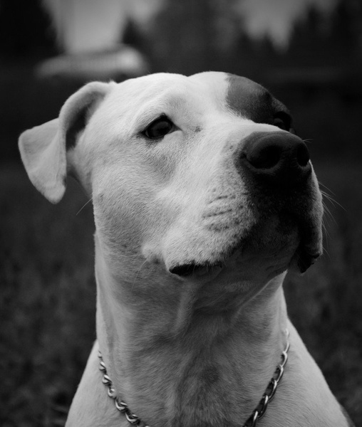best dog by Marcel Rebernik