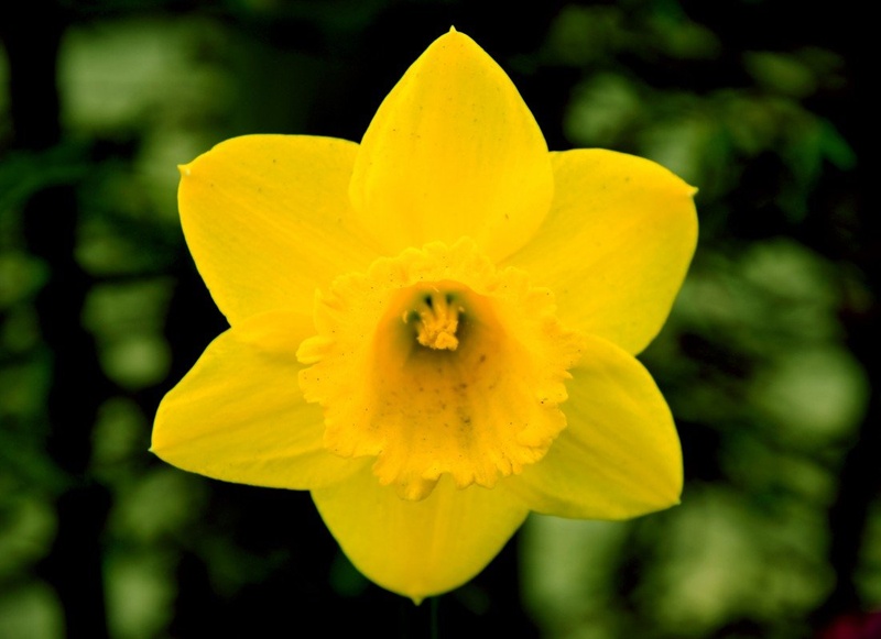 i'm yellow by Marcel Rebernik