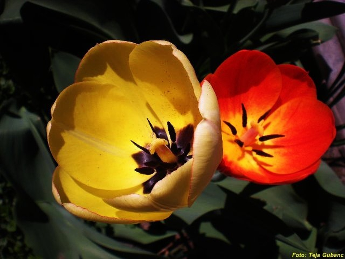 Tulipana by Teja Gubanc