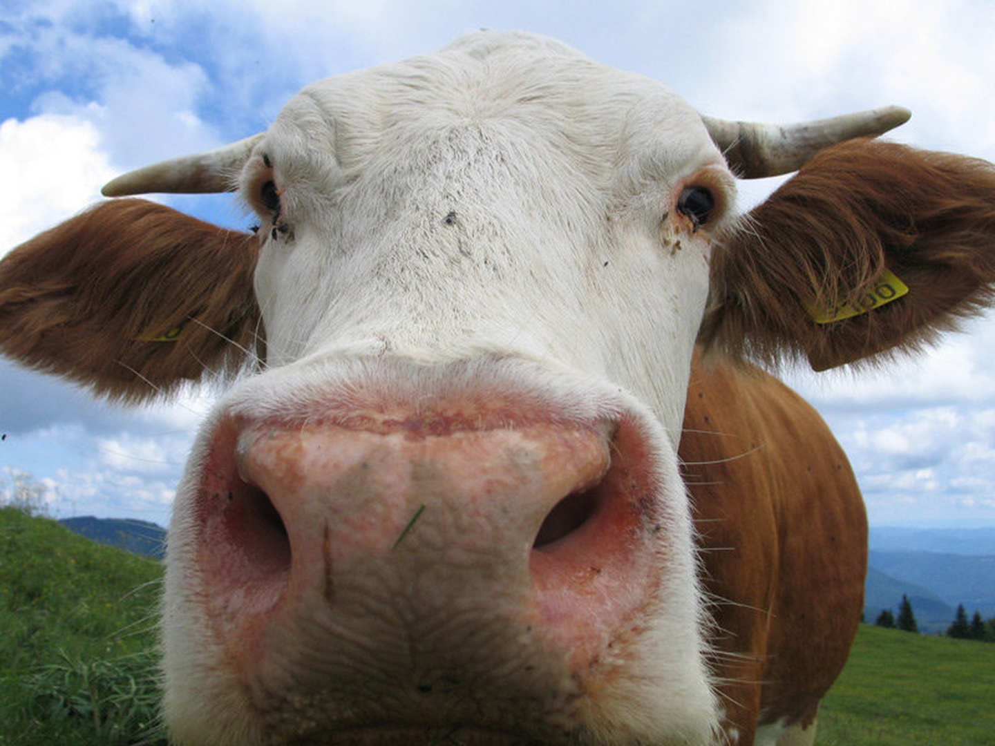Muuuu by